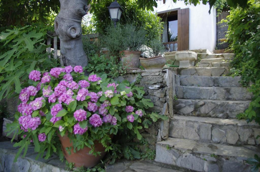 Terrace Houses Sirince Сельчук Номер фото